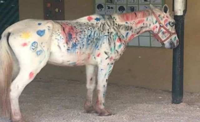 caballo-blanco_656