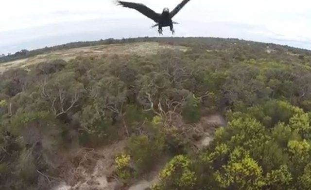 dron_aguila_ataque_n
