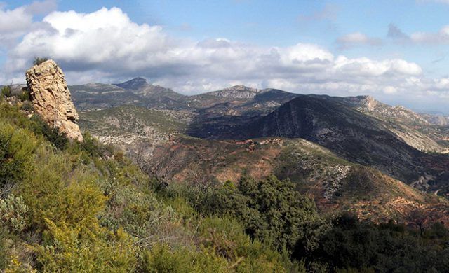 forestal-normal