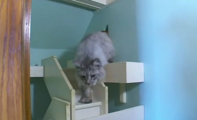 gatos-n