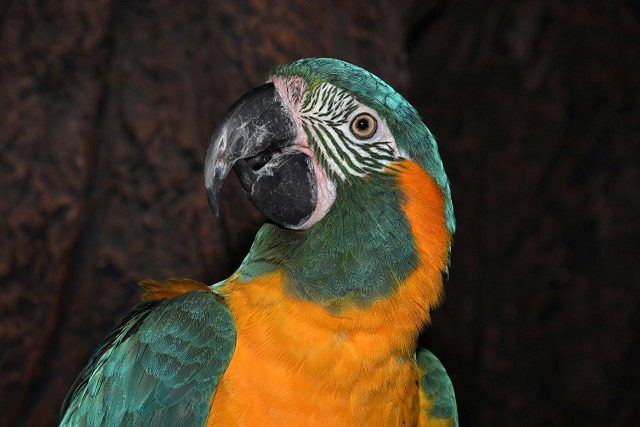 guacamayo-barbazul-9-especies-salvadas-de-la-extincion