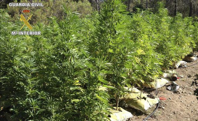 marihuana-msn