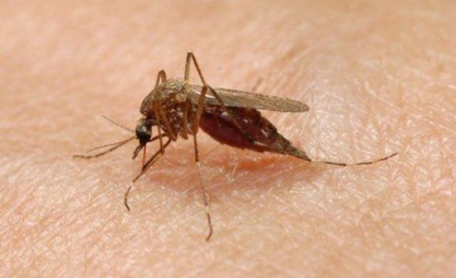 mosquitos_n