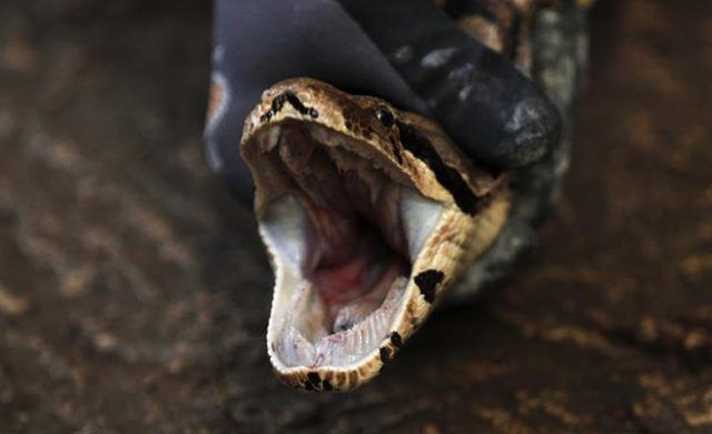 serpiente_nor