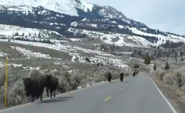 bufalo-yellowstone_n