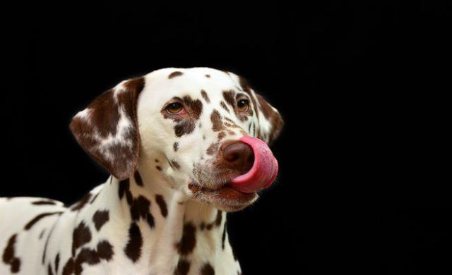 dog-656