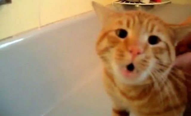 gato-no-normal