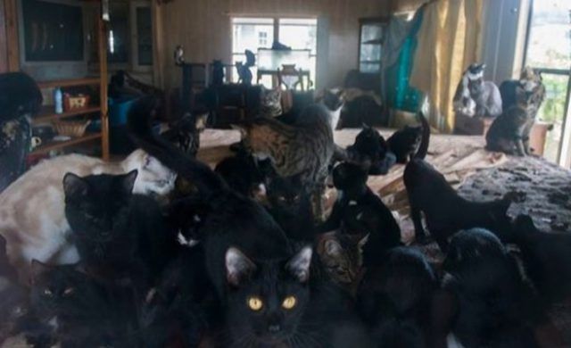 gatos_n
