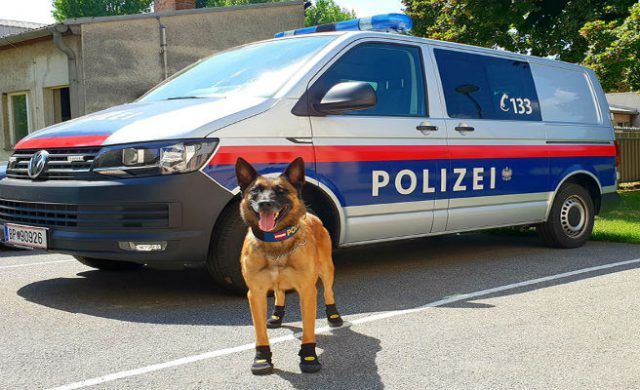 perro-con-zapatos-656-400