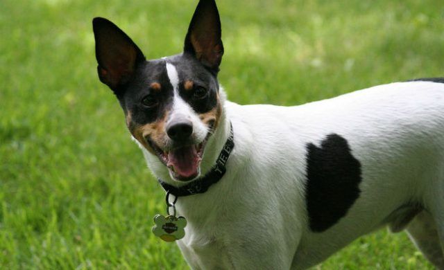 perro_n-1