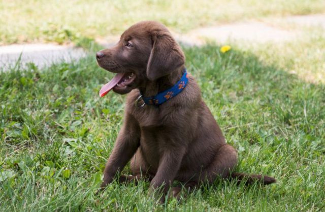 Labrador chocolate