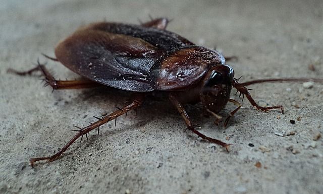 Cockroach 70295 640