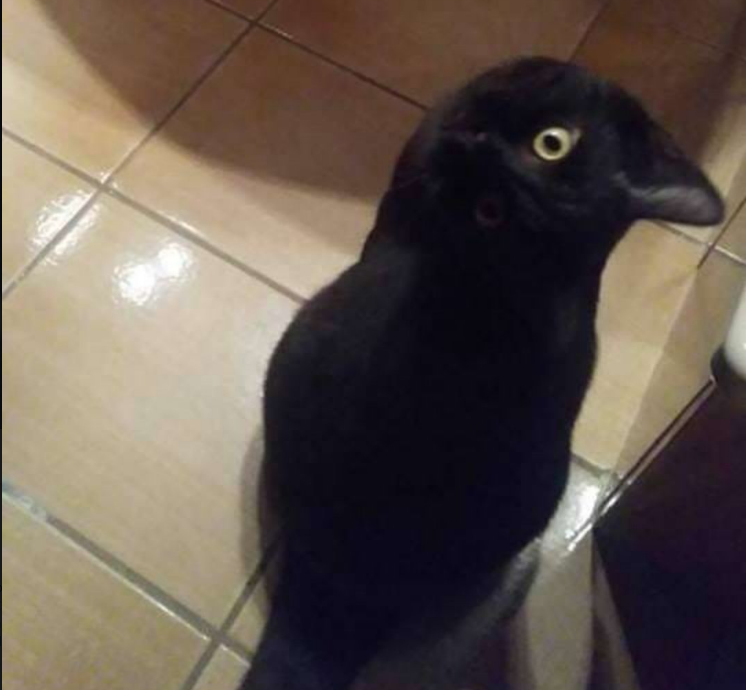 Nuevo reto visual: Gato, cuervo o cuervo-gato