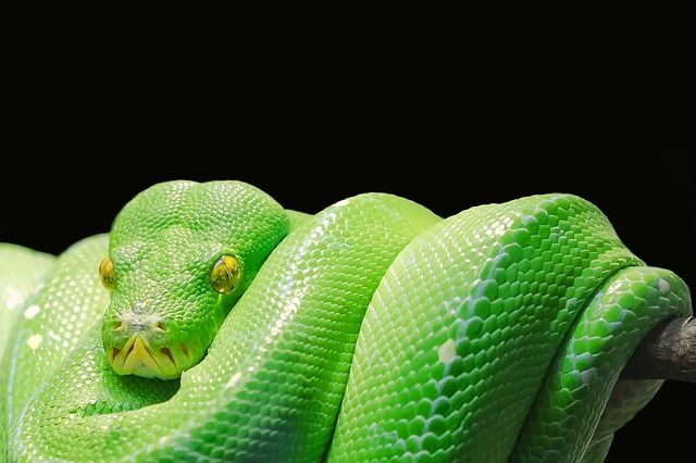 Green Tree Python 543243 640