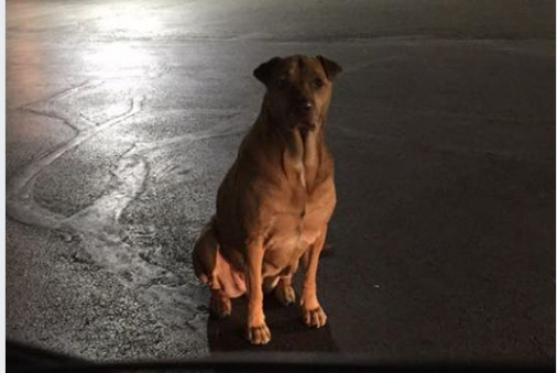 Un perro se escapa de casa y espera todas las noches frente a un McDonald´s para que le den una hamburguesa