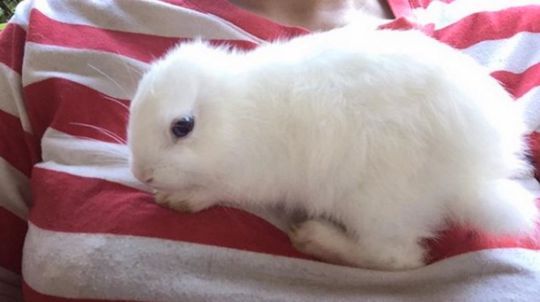 Un Conejo Nace Sin Orejas Y Su Dueña Le Hace Unas De Lana 3 Sei 34728939 E460