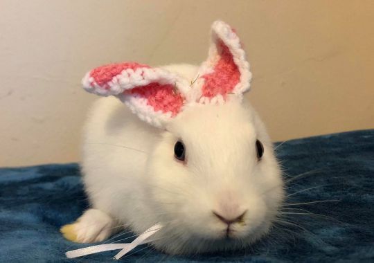 Un Conejo Nace Sin Orejas Y Su Dueña Le Hace Unas De Lana 5 Sei 34729092 E1539335371430