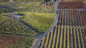 Gran Canaria Vinedo