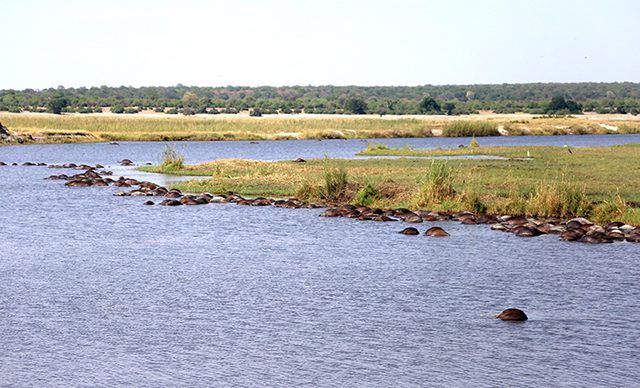 buffaloes-drown-in-Chobe