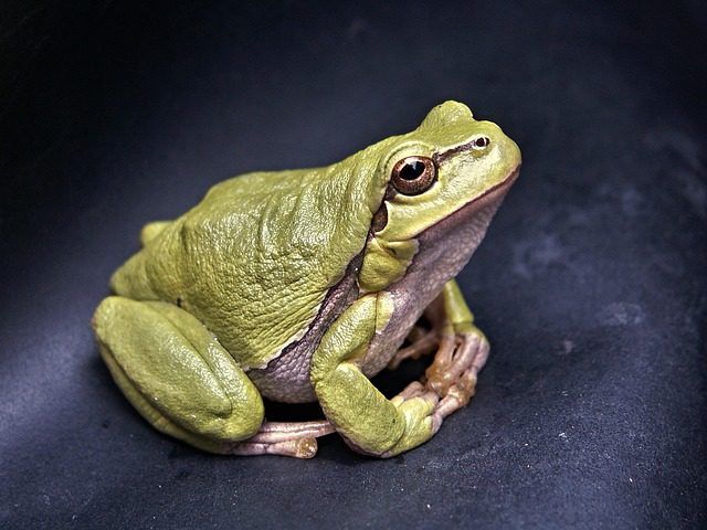 frog-111179_640