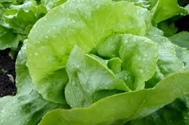 Lechuga