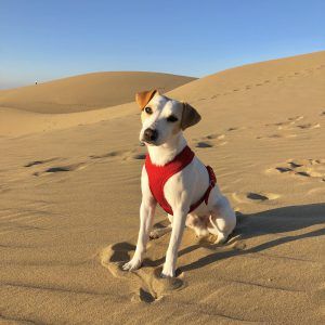 Pipper En Maspalomas