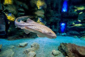 Un Año De Poema Del Mar El Gran Acuario De Las Palmas De Gran Canaria 4