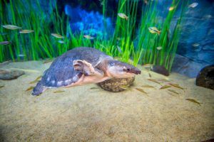 Un Año De Poema Del Mar El Gran Acuario De Las Palmas De Gran Canaria 5