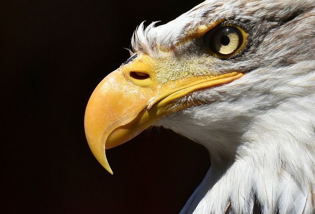 Las aves podrían tener ‘gafas de sol’ naturales por una mancha en el iris