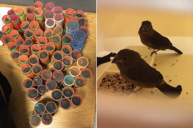 Deportado tras incautarle en el aeropuerto de Nueva York 70 pájaros escondidos en rulos para el pelo