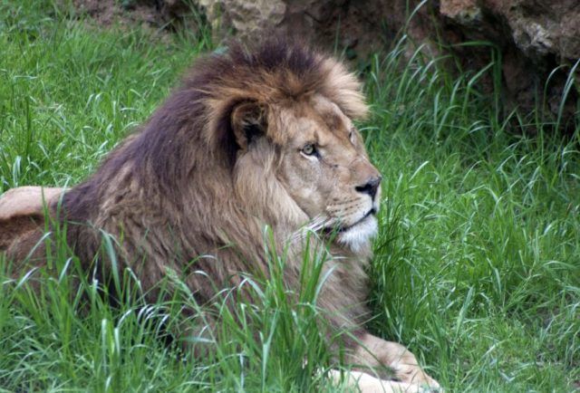 León