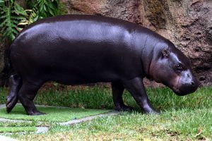 Loro Parque Celebra Su 46 Aniversario Y Cierra Año Récord 2