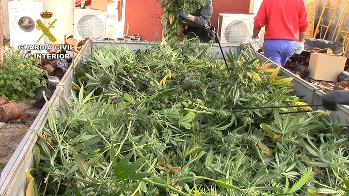 Cae en Toledo una banda que cultivaba en interiores más de 9.000 plantas de marihuana