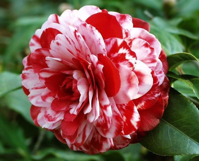 camelia