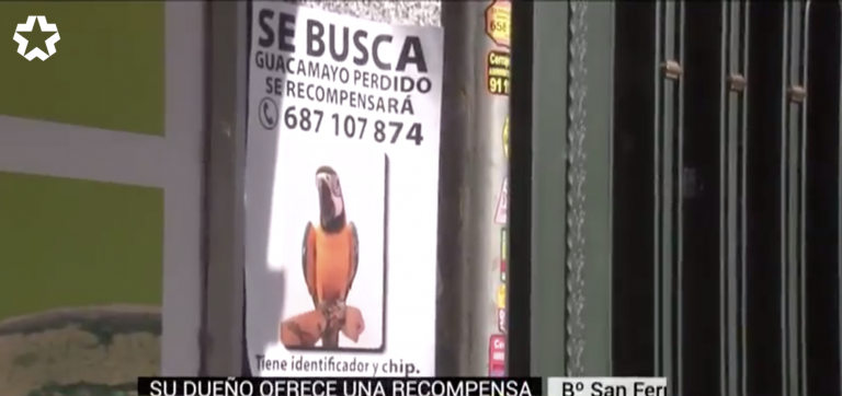 Ofrecen una recompensa para quien encuentre a ‘Curro’, un guacamayo desaparecido en Madrid