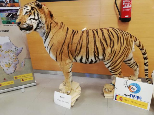 TigreDisecado