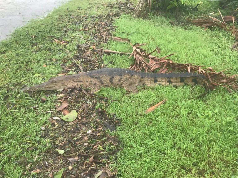 Las fuertes lluvias llenan de cocodrilos las calles de una ciudad australiana