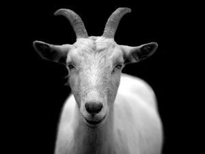 Goat 50290 640