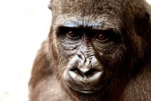 Gorilla 2318998 640
