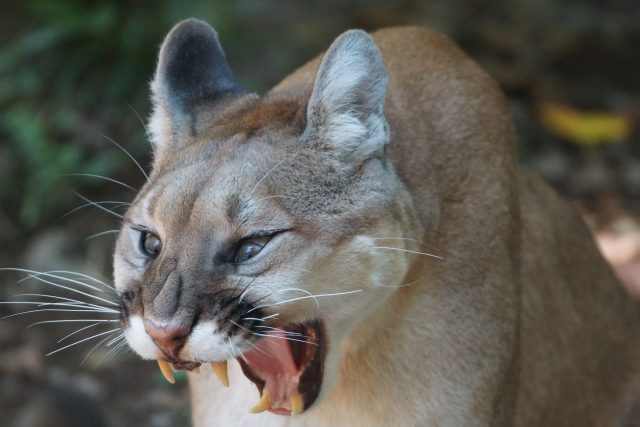 puma