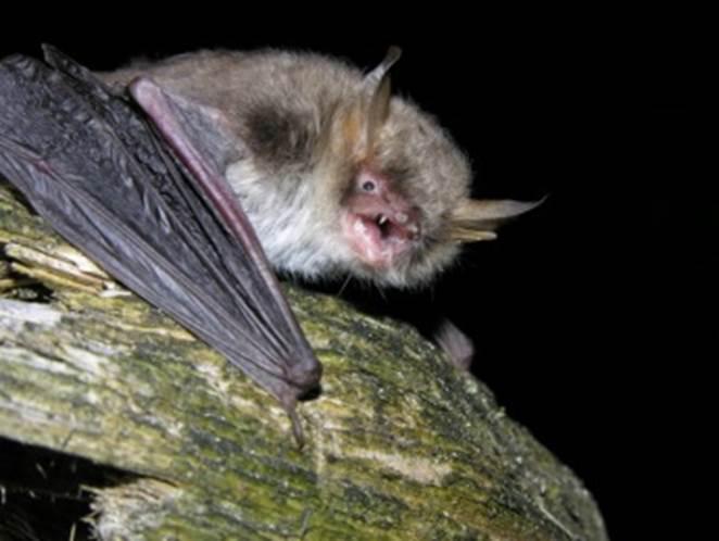 Hallada una nueva especie de murciélago desconocida en Europa