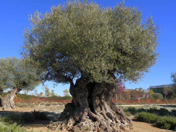 Banco Santander apoya el cultivo y la conservación del olivo, un árbol emblemático de la cultura mediterránea