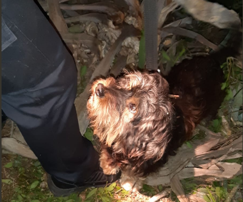 Un perro salva la vida de un anciano atrapado en un barranco en Gran Canaria gracias a sus ladridos