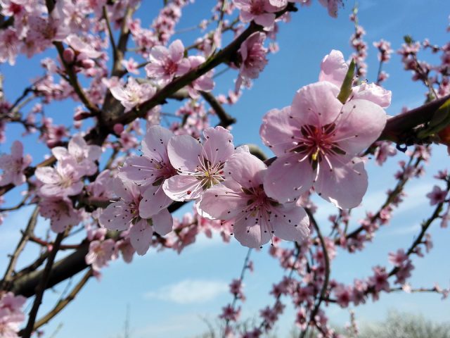 primavera