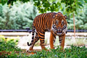 Sumatran Tiger 518771 640
