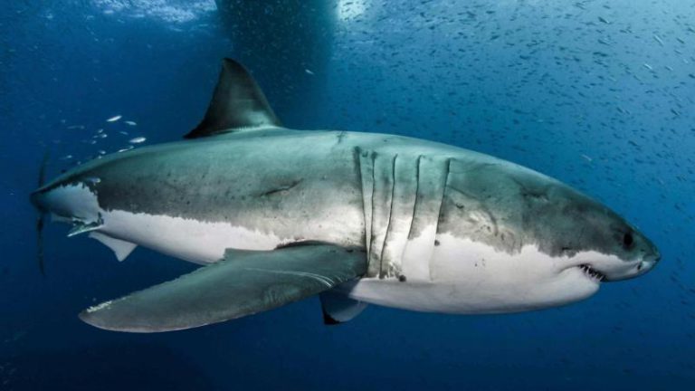 El ADN del tiburón blanco incluye pistas para prevenir el cáncer y curar heridas
