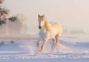 White Horse 3010129 640