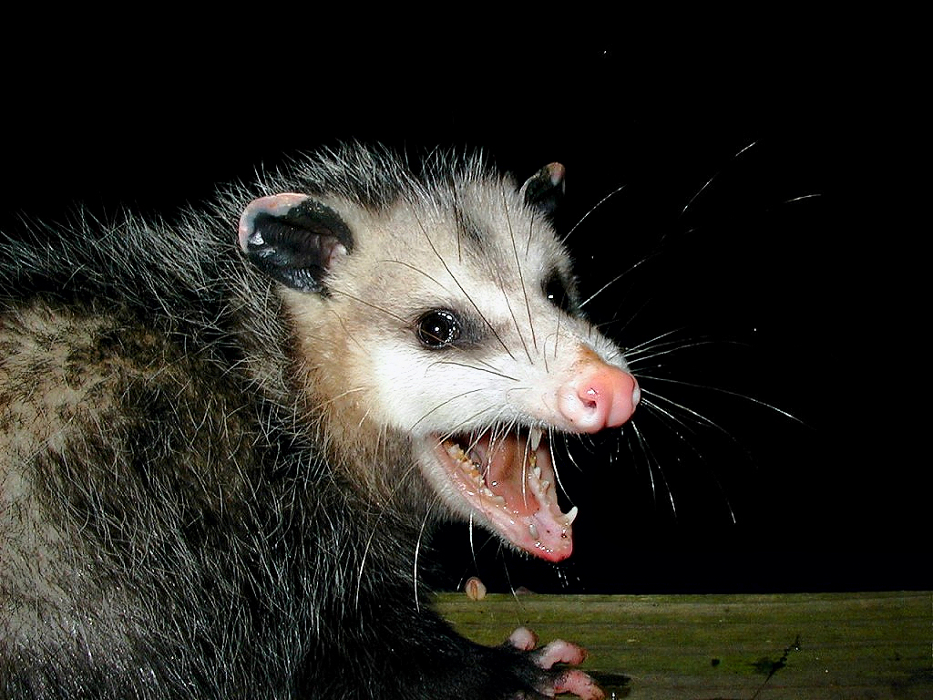 Awesomepossum Americanopossum