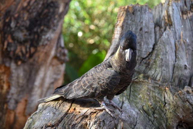 Loro Parque exhibe, por primera vez, todas las especies de cacatúas del mundo (3)