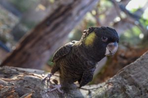 Loro Parque Exhibe Por Primera Vez Todas Las Especies De Cacatúas Del Mundo 4